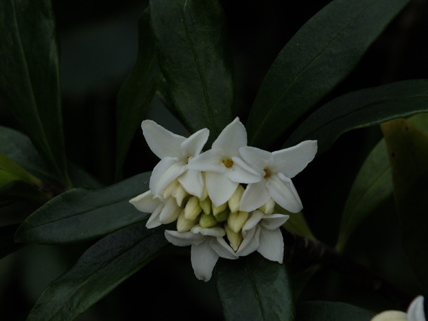 DSCF0425