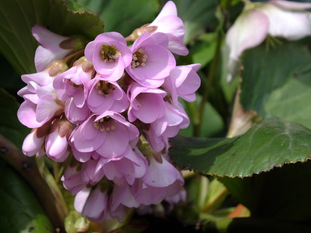 DSCF0042