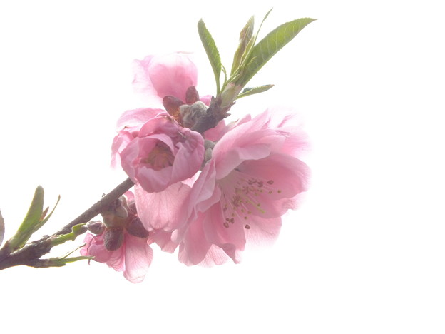DSCF0164