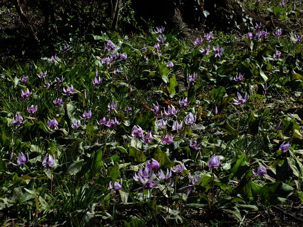 DSCF0018