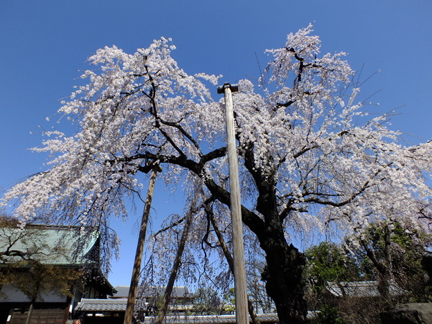 DSCF0050