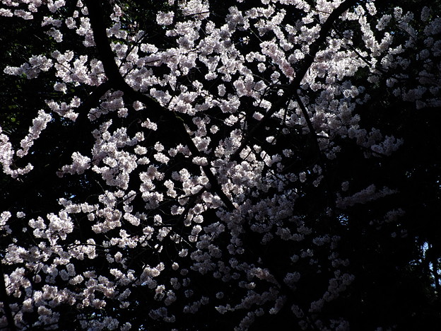 DSCF0327