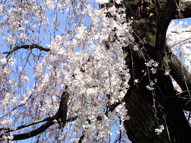 DSCF0178