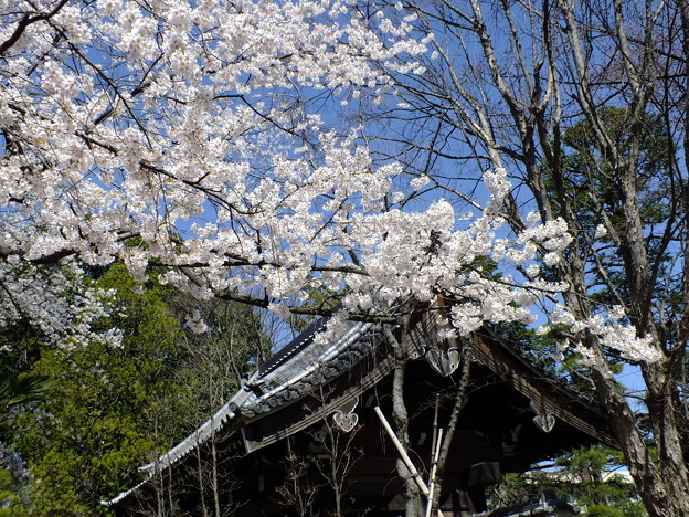 DSCF0238
