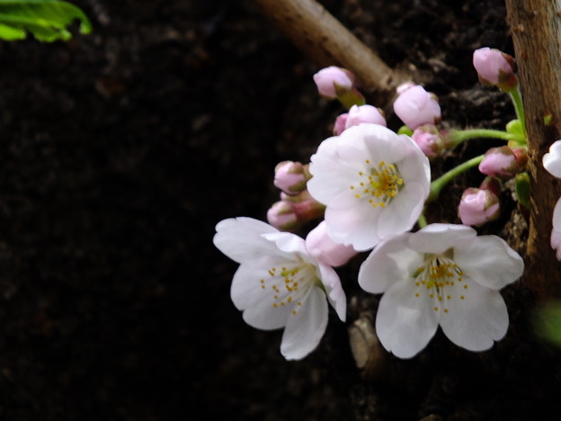 DSCF0093