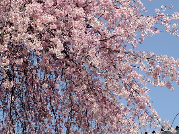 DSCF0226