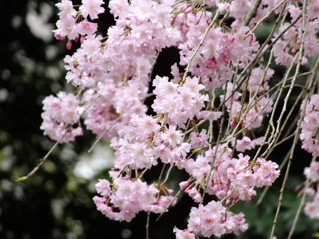 DSCF0243