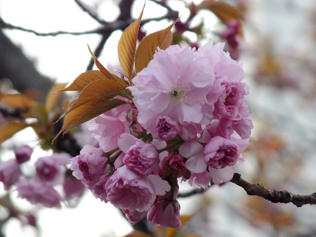 DSCF0623