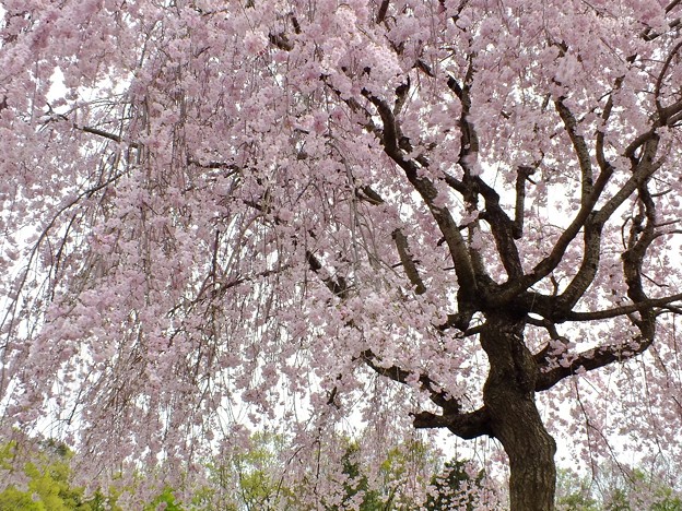 DSCF0542