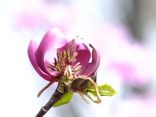 DSCF0265