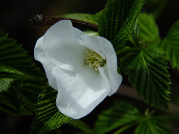 DSCF0269