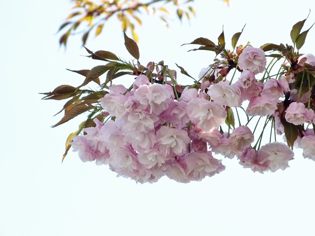 DSCF0020