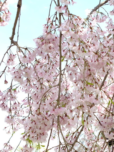 DSCF0115