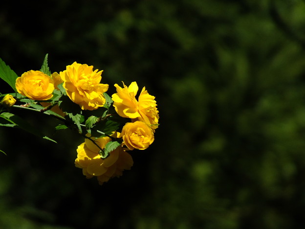 DSCF0086
