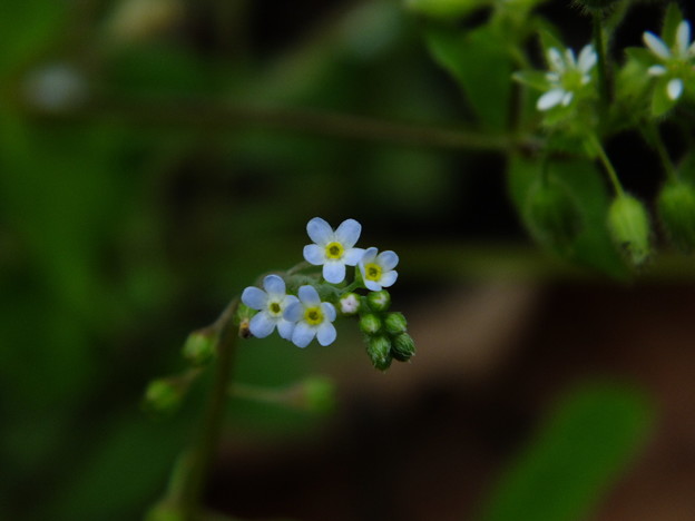 DSCF0089