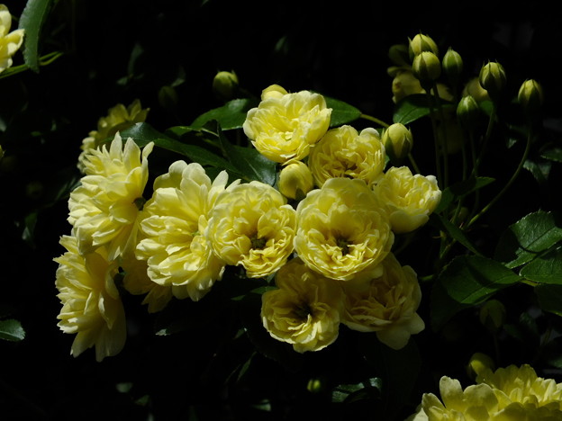 DSCF0212