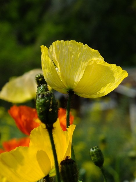 DSCF0346