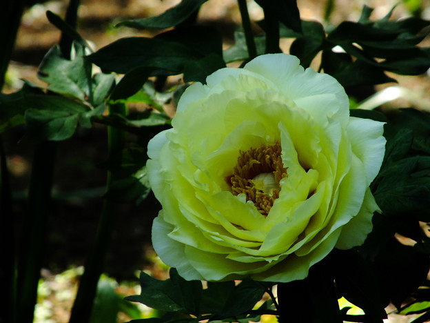 DSCF0168