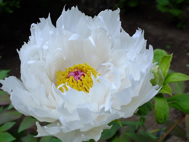 DSCF0274