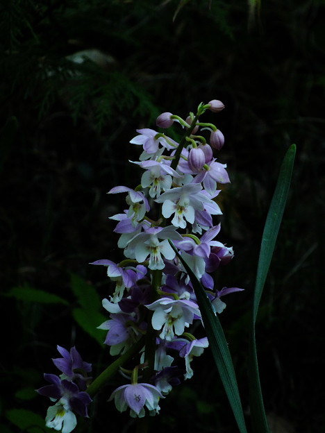DSCF0182