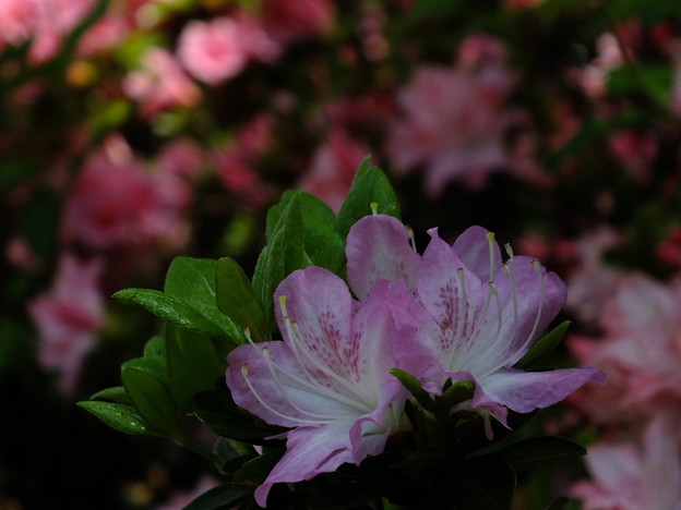 DSCF0053