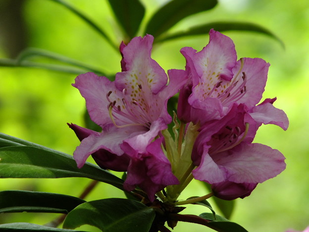 DSCF0193