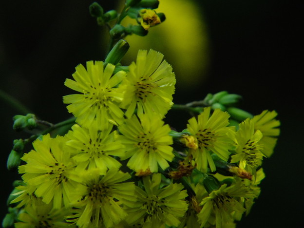 DSCF0027