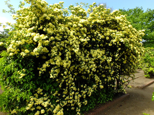 DSCF0463
