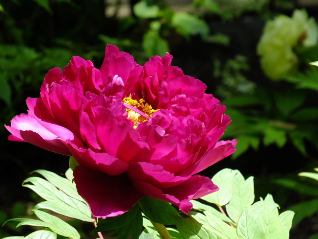 DSCF0117