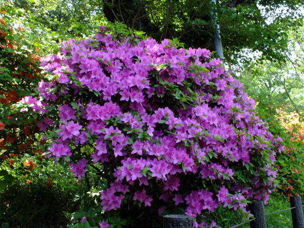 DSCF0043