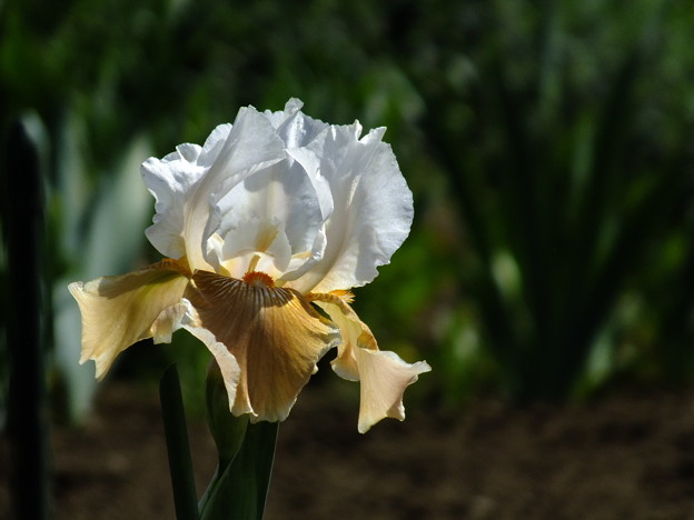 DSCF0152