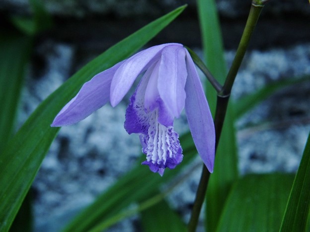 DSCF0214