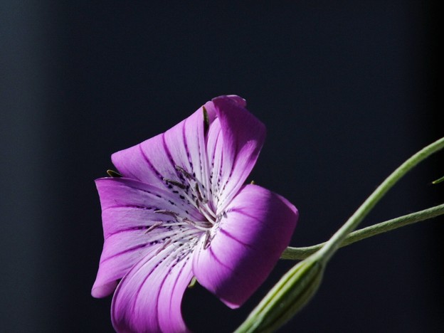 DSCF0288
