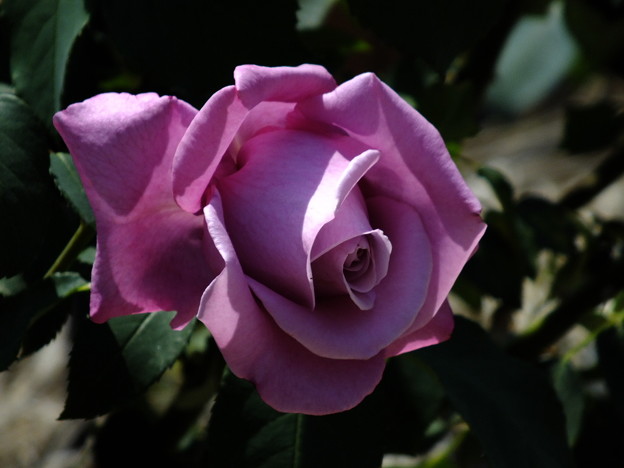DSCF0105
