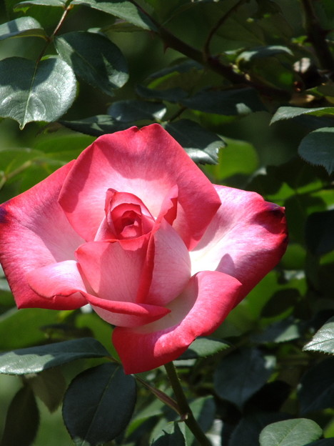 DSCF0344
