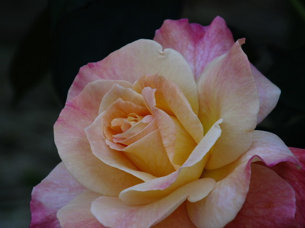 DSCF0153