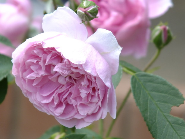 DSCF0391