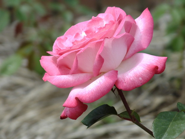 DSCF0413