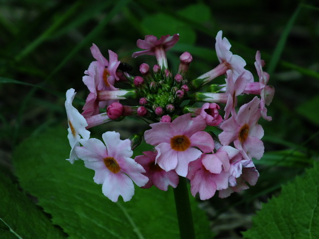 DSCF0036