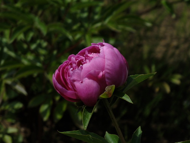 DSCF0456