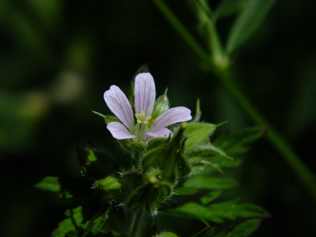 DSCF0025