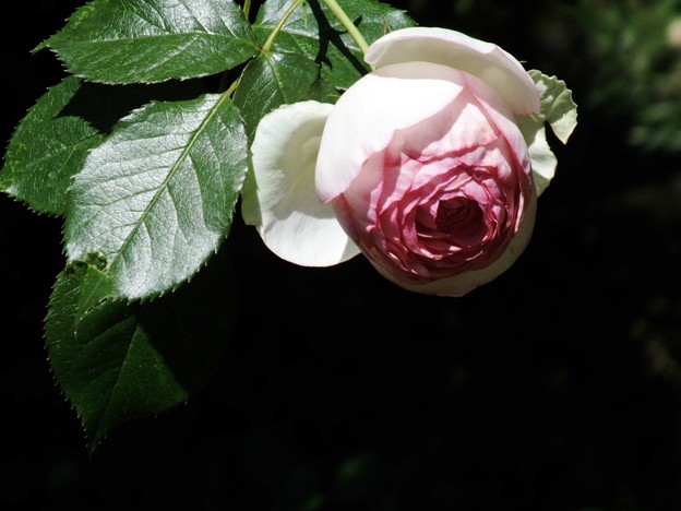 DSCF0010