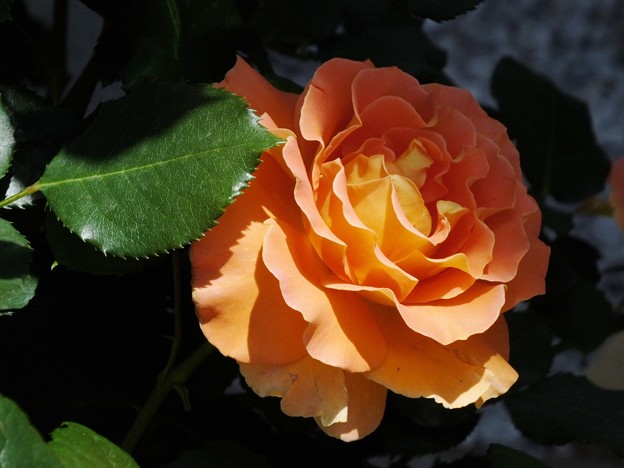 DSCF0061