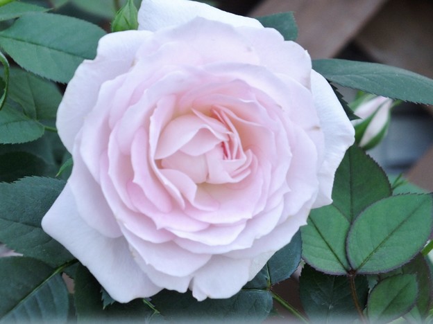 DSCF0085