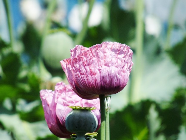 DSCF0273