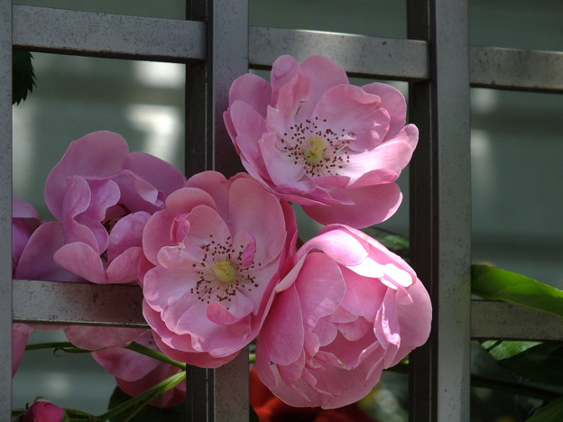 DSCF0033