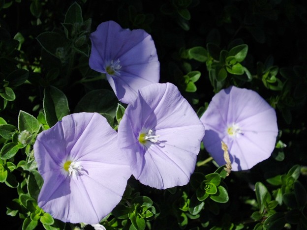 DSCF0096