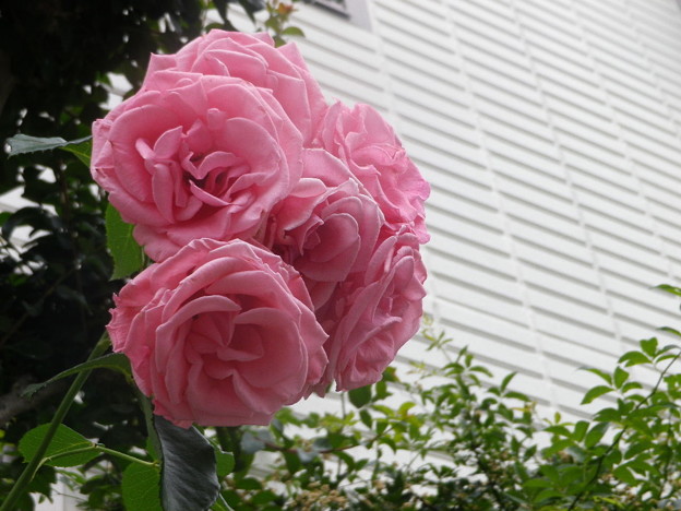 IMGP0244