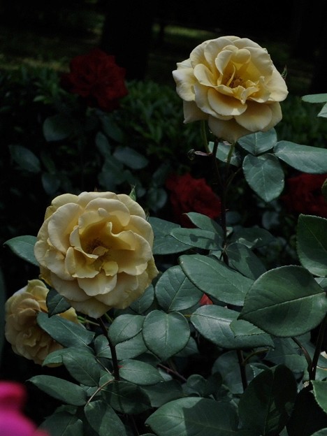 DSCF0247
