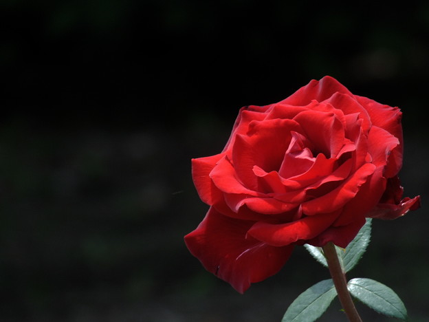DSCF0231